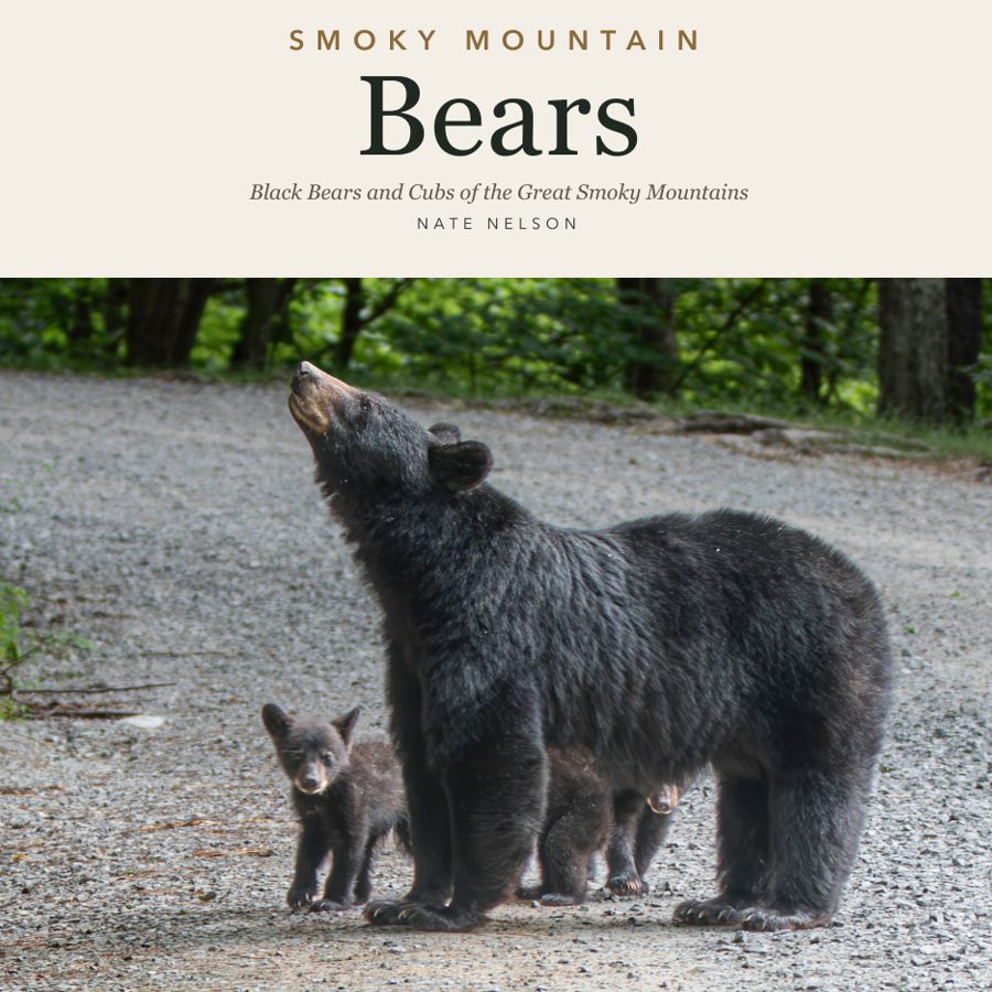 Smoky Mountain Bears book cover: a mother black bear with her cubs on a gravel road