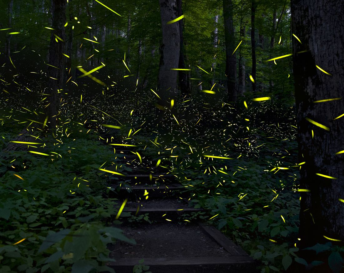 Synchronous fireflies in the woods