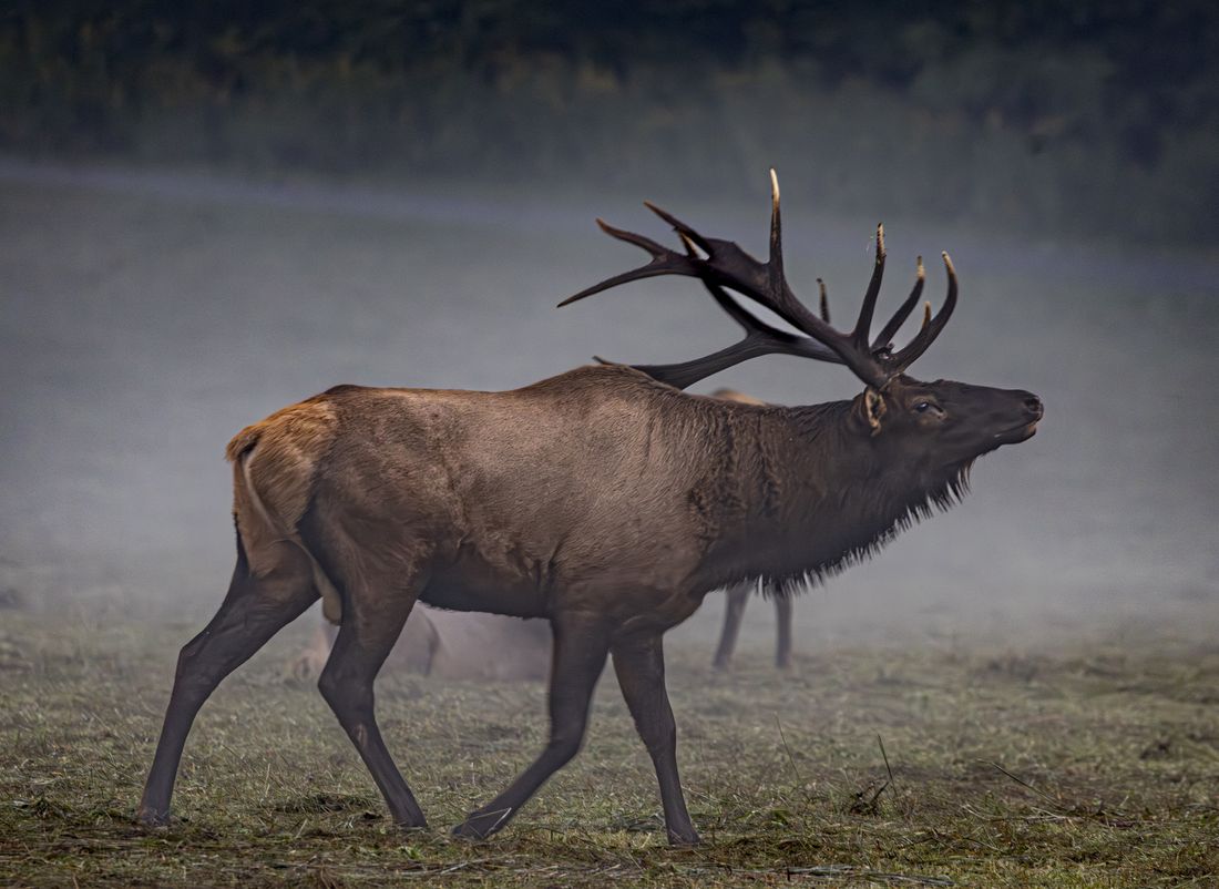 Bull elk bugling in morning fog
