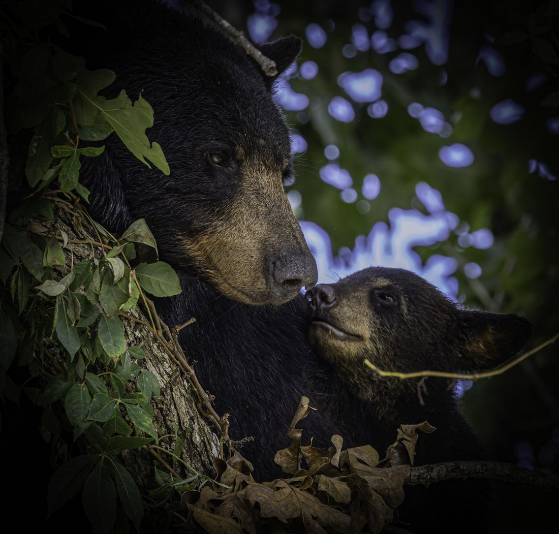 Mother bear and cub touching noses