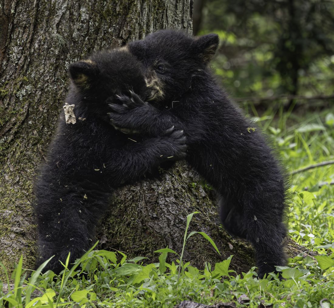 Two bear cubs wrestling