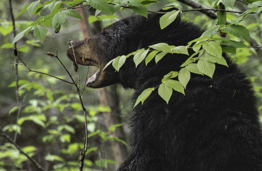 Black bear with mouth open eating cicadas