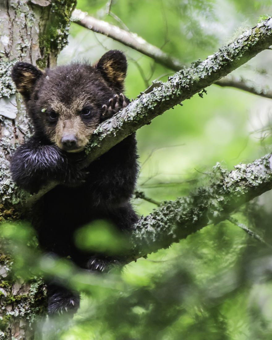 Bear cub draped over a tree limb
