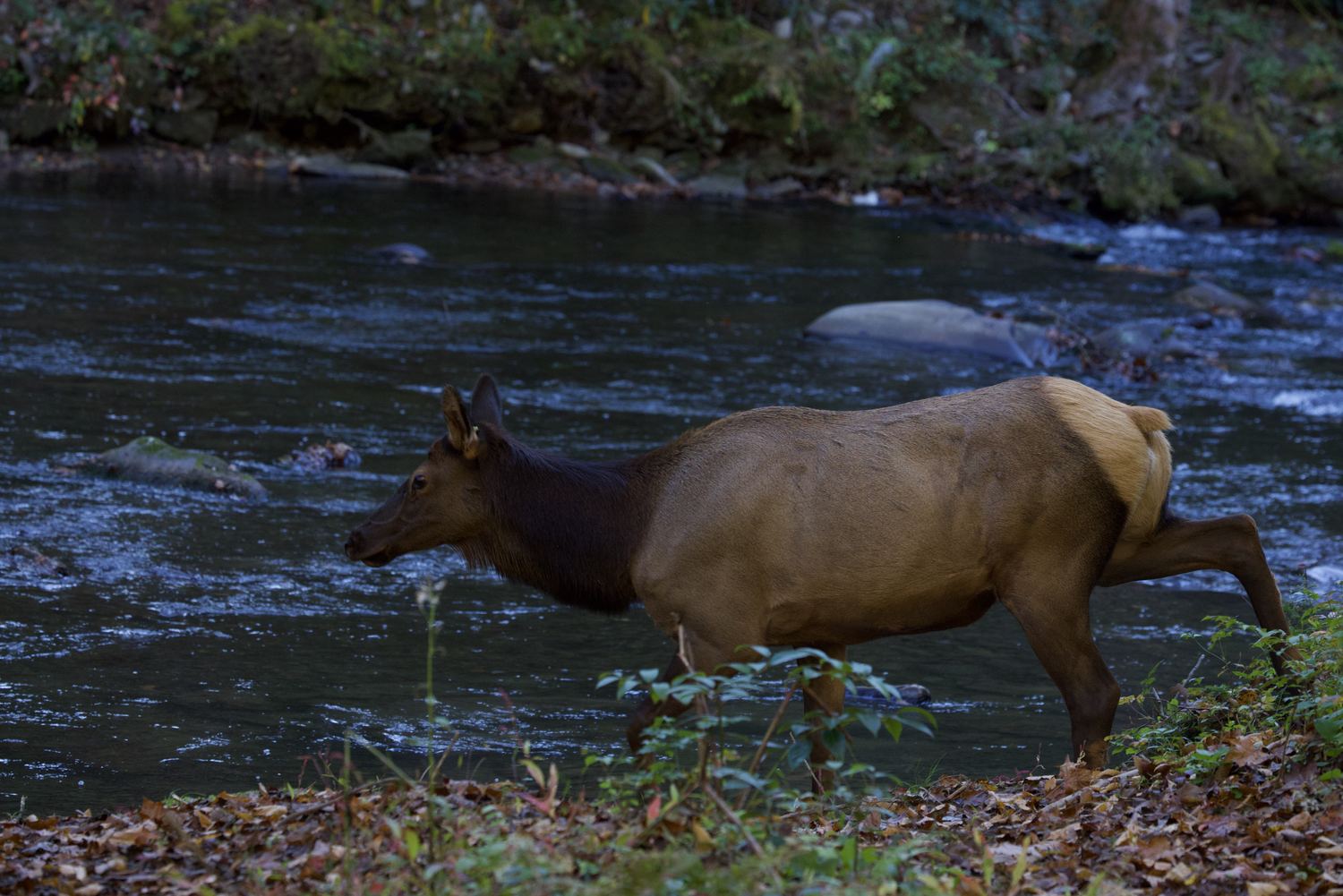 Elk Standing in Shallow Stream