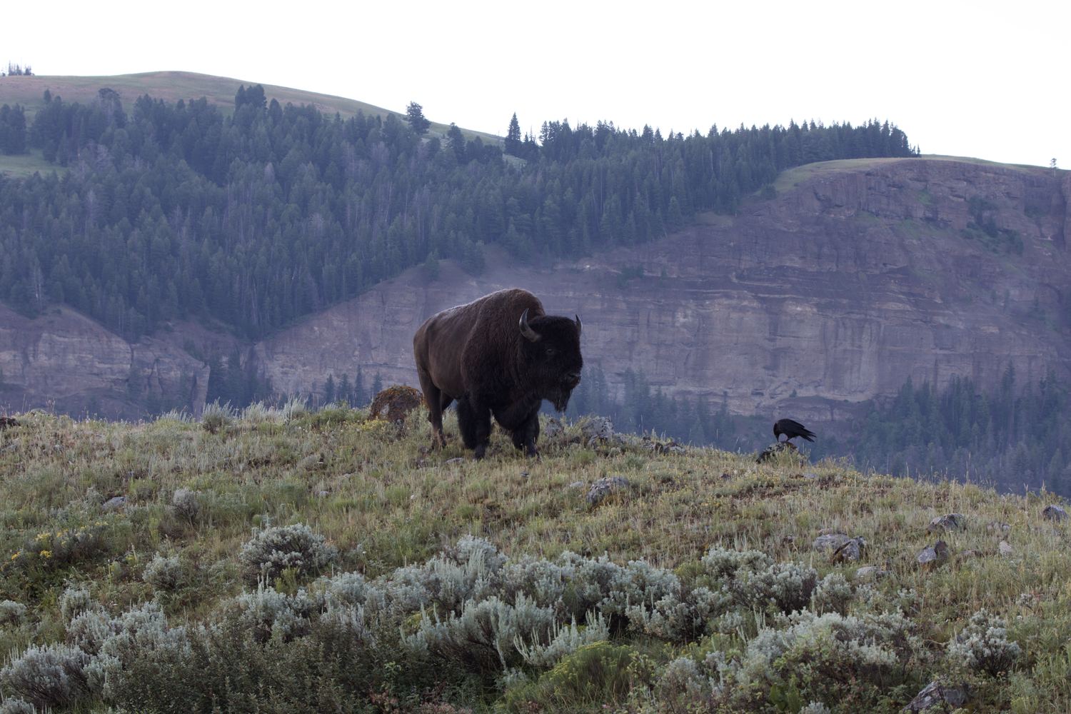 Bison Grazing on a Hilltop