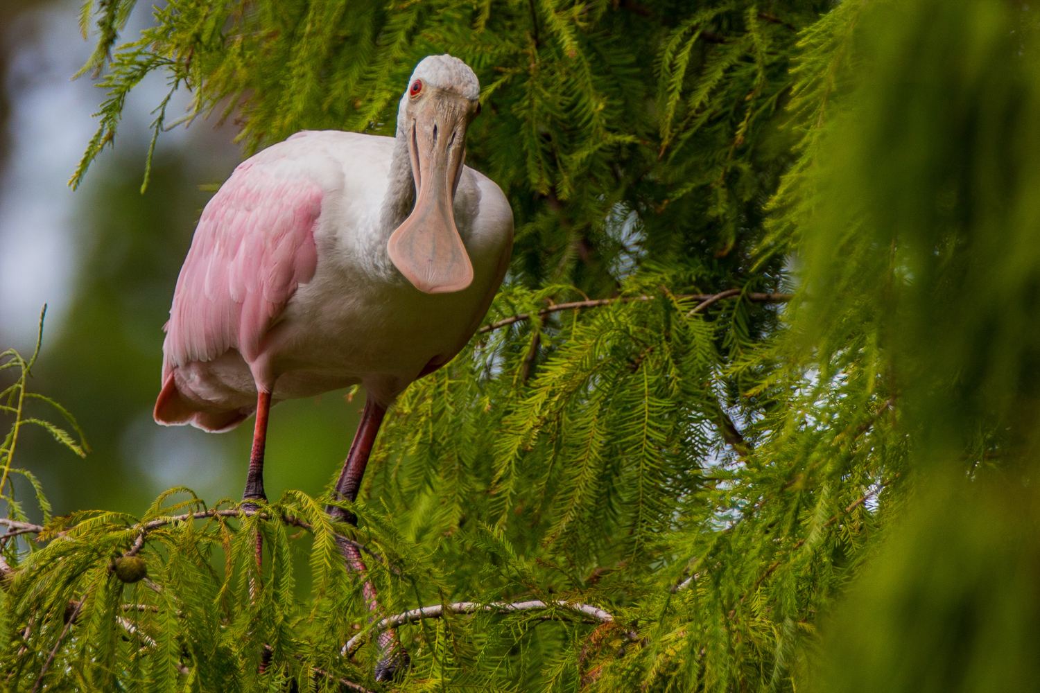Roseate Spoonbill on a Tree Branch