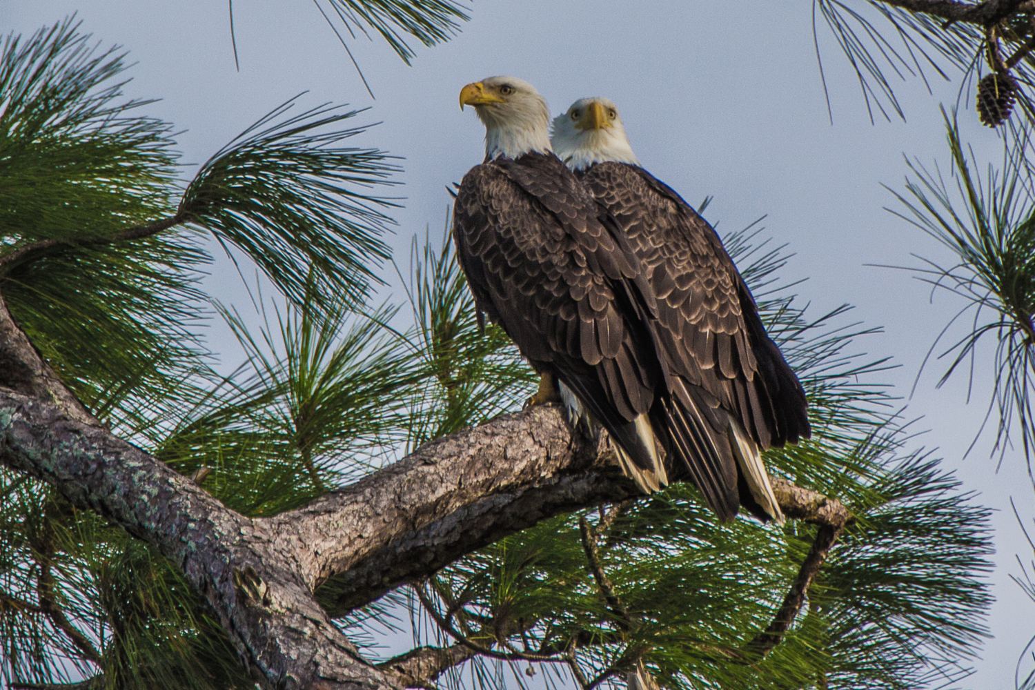 Bald Eagles on Pine Tree