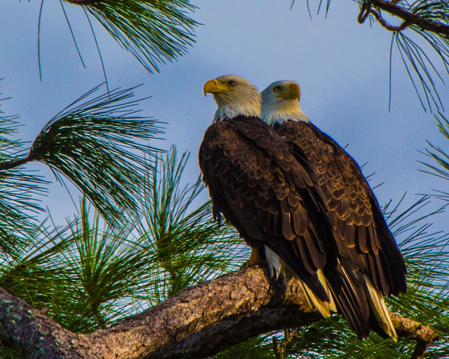 Pair of Bald Eagles Perched