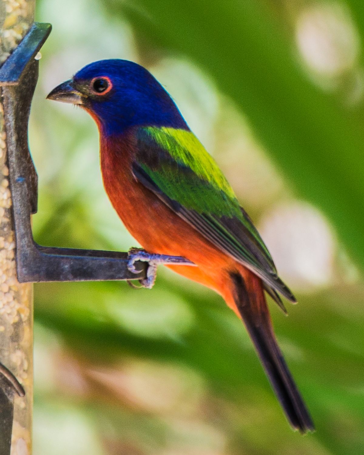 Colorful Bird at Feeder