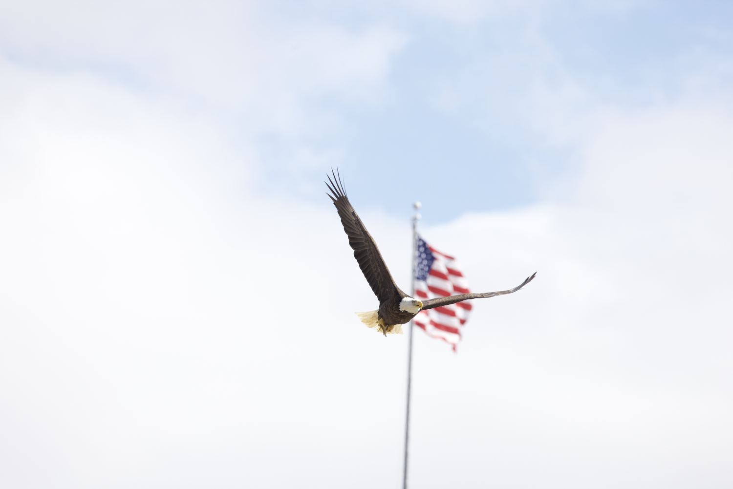 Eagle Soaring by American Flag