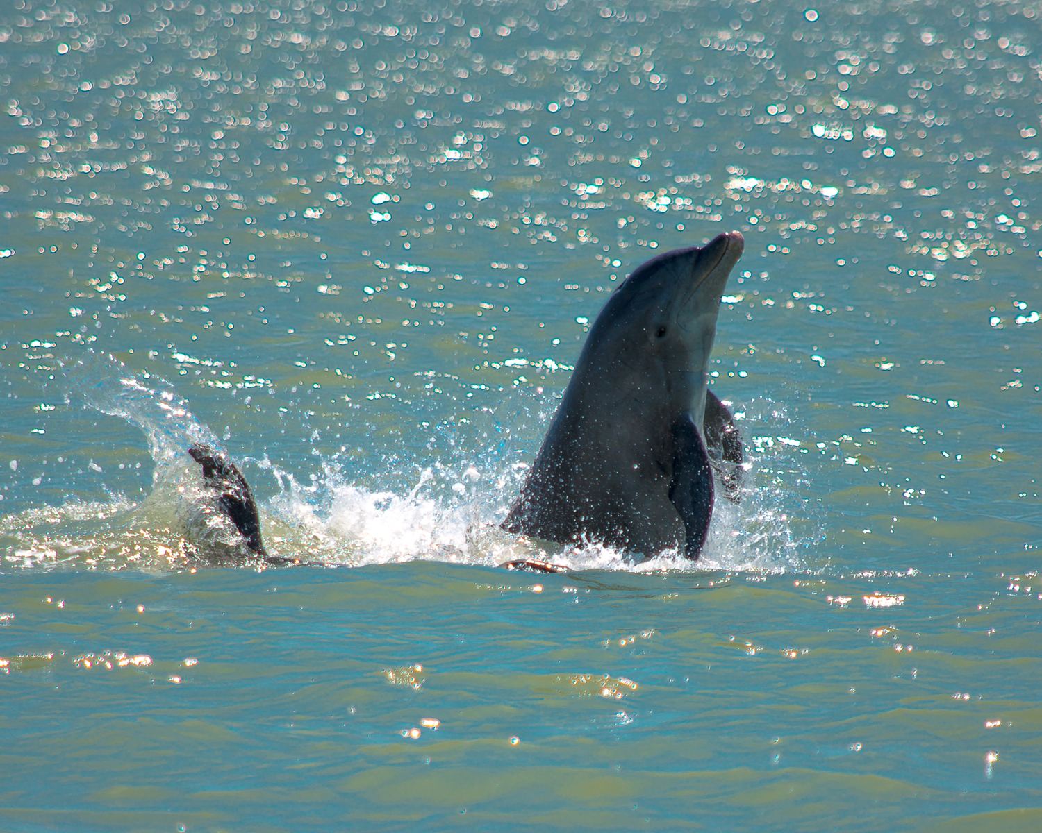 Dolphin Leaping Through Waves