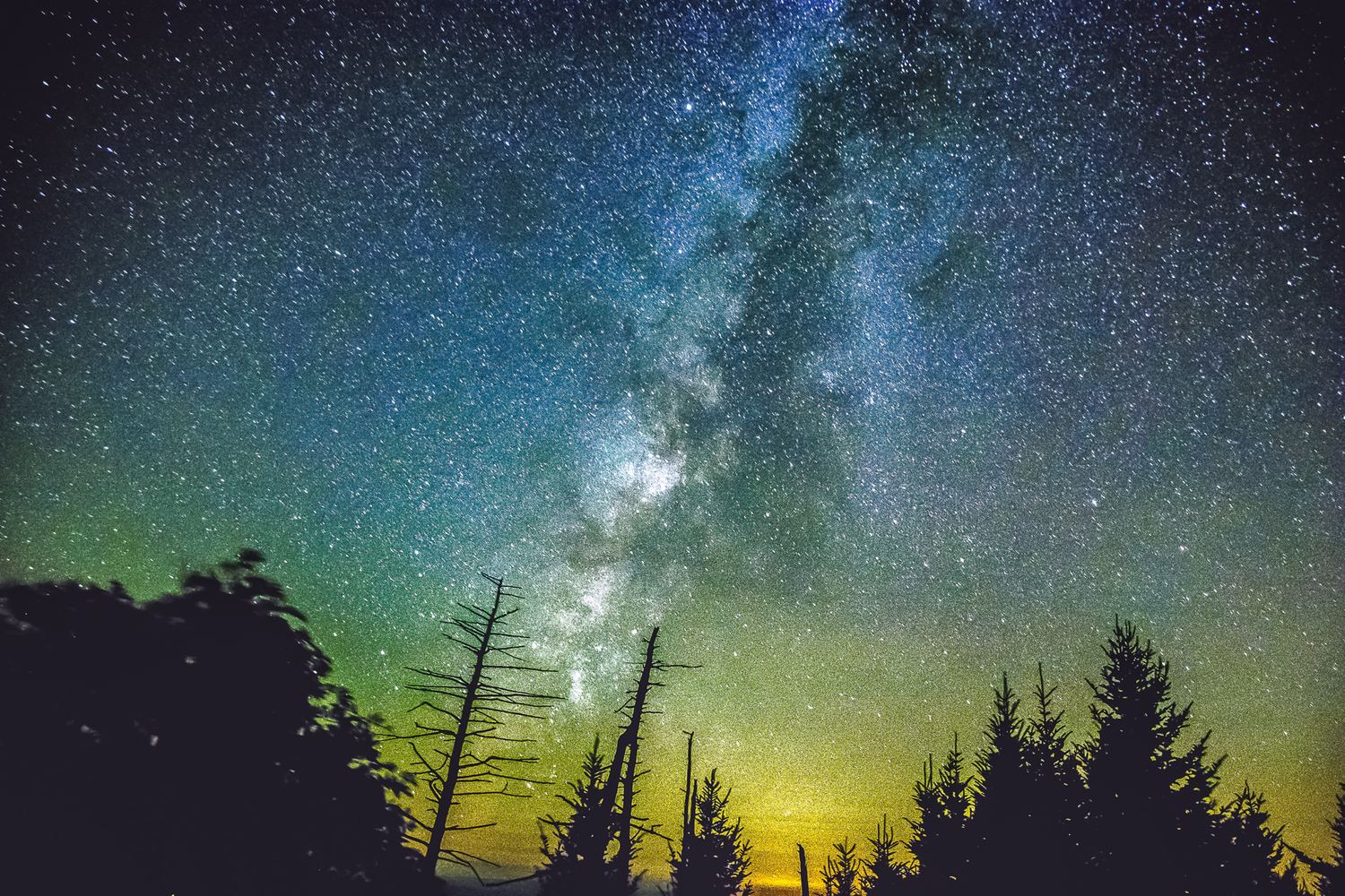Starry Night Over Forest