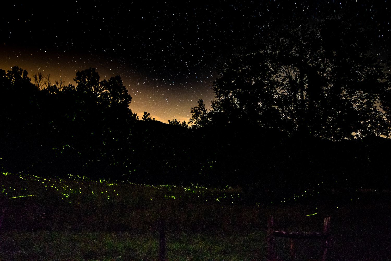 Starry Night with Fireflies