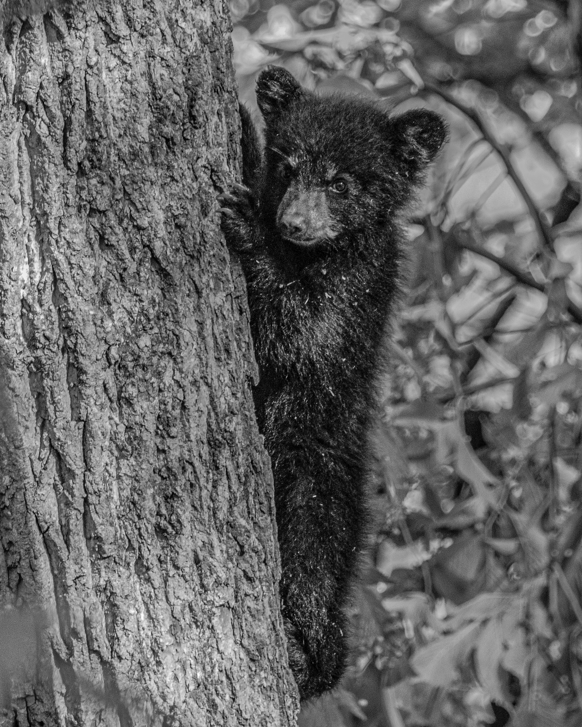 Nature & Wildlife