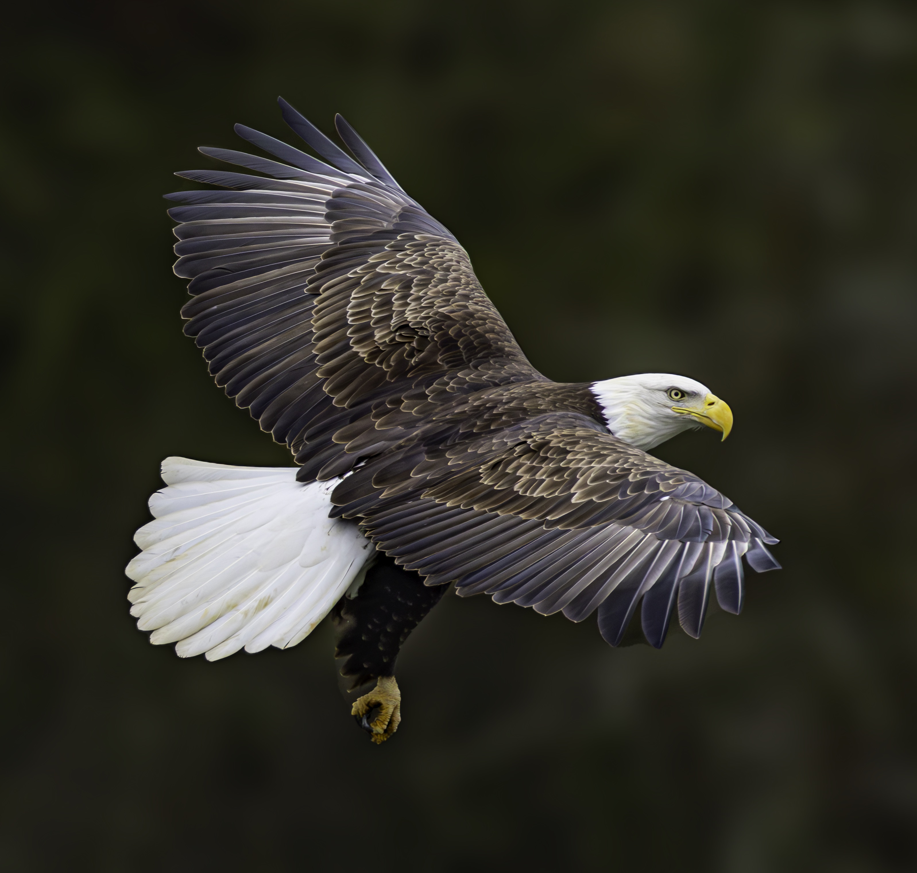 Nature & Wildlife